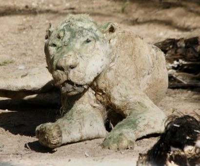 Գազայի հատվածի կենդանաբանական այգու կենդանիների տանջալից սովամահությունը (դաժան լուսանկարներ)