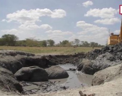 Քենիայում ցեխի փոսի մեջ խցանված փղին փրկել են էքսկավատորով