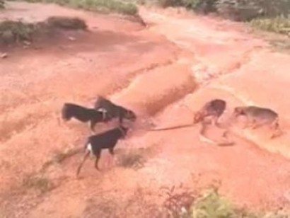 Huge King Cobra Attacked by a Pack of Dogs