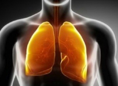 Բիոինժեներները մարդու թոքեր են աճեցրել