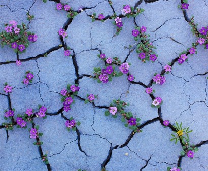 Цветущая пустыня - редчайший природный феномен!