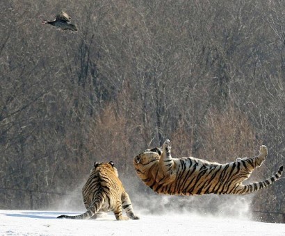 Перевернутый птицей: эпичное падение тигра на спину в результате неудачной попытки поймать птицу