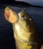 Tests Confirm Rare Cancer Finding in Susquehanna River Smallmouth Bass Sample