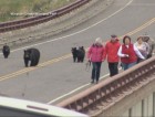 Watch Black Bears Chase Visitors in Yellowstone National Park