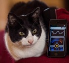 Noisier than a washing machine, the cat with the loudest purr in the world: Merlin breaks record with 67.8db growl