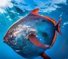 Scientists have discovered the first fully warm-blooded fish