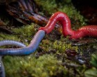 Giant flesh-eating leech filmed swallowing huge earthworm like spaghetti