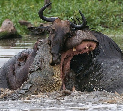 Двое против одного: бегемот и крокодил против антилопы гну