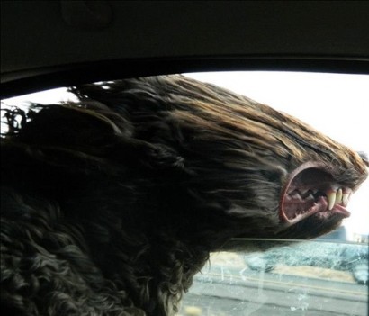 Շների զավեշտալի դնչերը՝ սրընթաց սլացող ավտոմեքենաների պատուհաններից