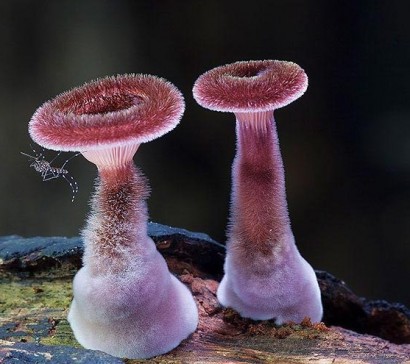 Волшебный мир австралийских грибов, которые поразят ваше воображение