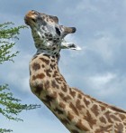 Giraffe With Crooked Neck Keeps His Chin Up, Giraffes Like A Champ