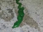 Mystery Worm Creature Causes Panic
