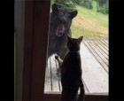 Who's the scaredy cat? Black bear sniffing around a home in Alaska falls off a porch as pet cat lunges
