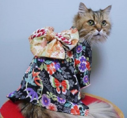 Ճապոնական նորաձևություն՝ կատուների մասնակցությամբ