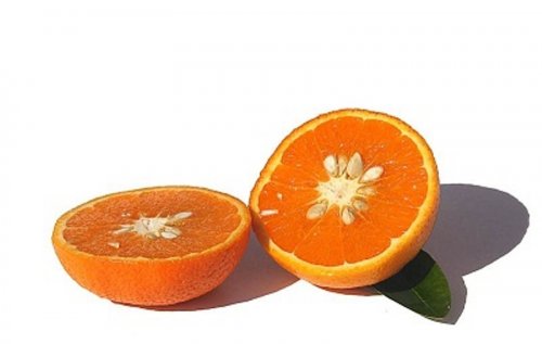 Тангор. Результат скрещивания танжерина и сладкого апельсина