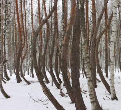«Գինովցած» սոճիների անտառ. բնության արտասովոր երևույթ՝ Ռուսաստանում