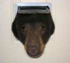Thieving Bear Tries To Break Into Man’s Home, Foiled By Cat Door
