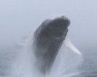 Spectacular whale breach captured in photos, video