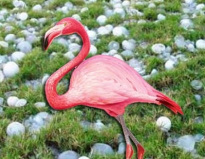 Градом убило 200 фламинго в заповеднике Испании