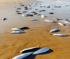 Thousands of fish mysteriously wash up on a Queensland beach - then vanish back into the sea 24 hours later