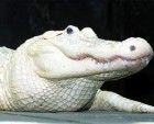Rare White Alligator 'Spots' Dies at Louisiana Aquarium