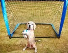 Dog enters record books with 14 saves in a minute