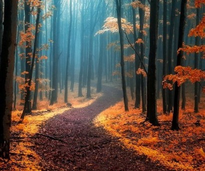 Волшебный мир Карпат: изумительно красивые фотографии осеннего леса