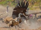 African vultures targeted by poachers, headed for extinction -report
