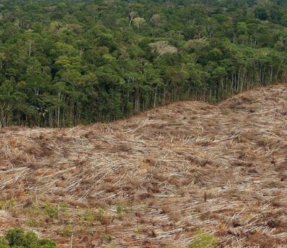 Земля потеряла 18 миллионов гектаров лесного покрова в 2014 году