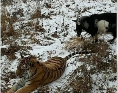 Из рациона тигра Амура исключили живых козлов