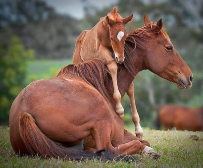 Մայրական սերն ամենաքնքուշ զգացումն է անգամ կենդանական աշխարհում