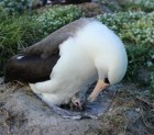 The world’s oldest bird is ready to do the unthinkable – have yet another baby