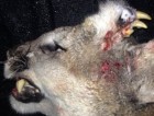 Clarifications On Deformed Mountain Lion From Southeastern Idaho