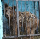 Inside the world's saddest zoo: Shocking pictures show starving bears and lions who are forced to live off slaughterhouse scraps after being abandoned by Armenian oligarch