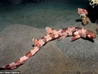 Watch the intriguing shark that WALKS beneath the waves: Newly discovered species stalks prey on the sea floor
