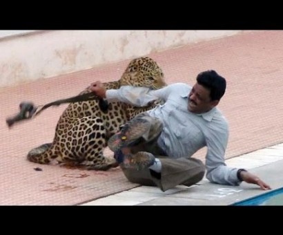 Леопард ранил шесть человек в индийской школе