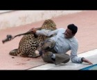 Indian leopard injures six in Bangalore school.