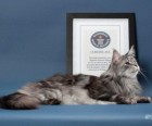 Meet The Record Breakers - 'Stewie', The World's Longest Domestic Cat