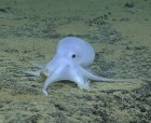 'Casper the Friendly Ghost' octopus discovered in waters off Hawaii