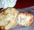 Mystery over 'mythical' goat 'born with the face of a human baby'