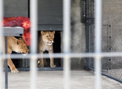 Ուրցաձորում պաշտոնապես բացվել է վայրի կենդանիների փրկարար կենտրոնը