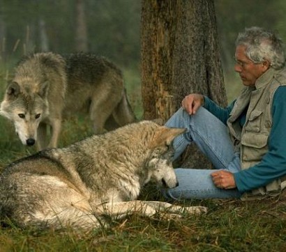 Шесть лет жизни с волками