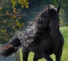 What's your name, Stud? Meet the world's most handsome horse, Frederik, whose lustrous mane changes style according to his mood and drives the fillies wild