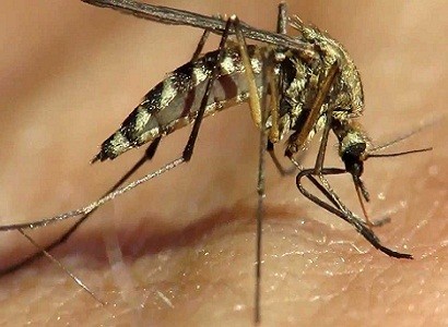 Комары занимаются сексом только с партнёром, который звучит гармонично