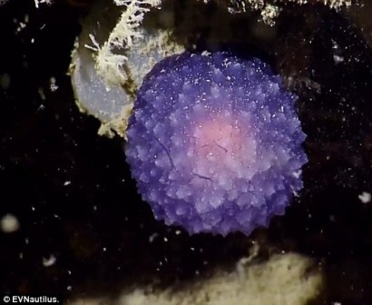 На дне океана нашли странное существо в виде пурпурного шара