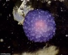 Mysterious Purple Orb