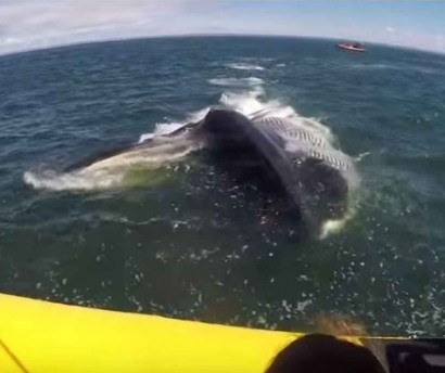 Whale Almost Swallows Tourist Boat In Quebec!