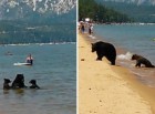 Mother bear and her cubs on the beach. Pope Beach. Lake Tahoe CA