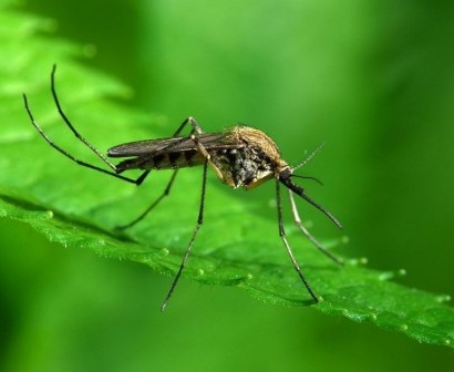 Ученые нашли безопасный способ борьбы с комарами
