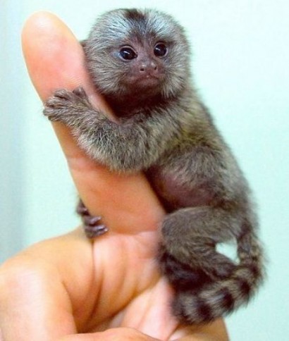 Աշխարհի ամենափոքրիկ կապիկներն ընդամենը 100 գրամ են կշռում